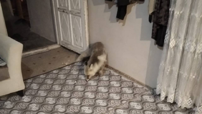 Yiyecek arayan tilkiye muhtar kucak açtı